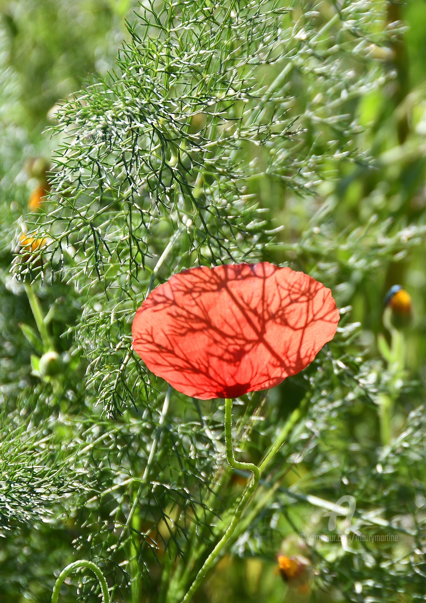 Plantes et Fleurs par Martine Maury